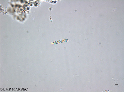 phyto/Brazilian_Amazon_coast/Amazomix_station_22/AMAZOMIX September 2021/Fragilariopsis sp (St22_pennee220912_001_ovl-1).tif(copy)_thumb.jpg